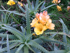 flower